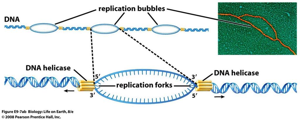 After the topoisomerase unwinds the DNA, the DNA helicase creates replication bubbles