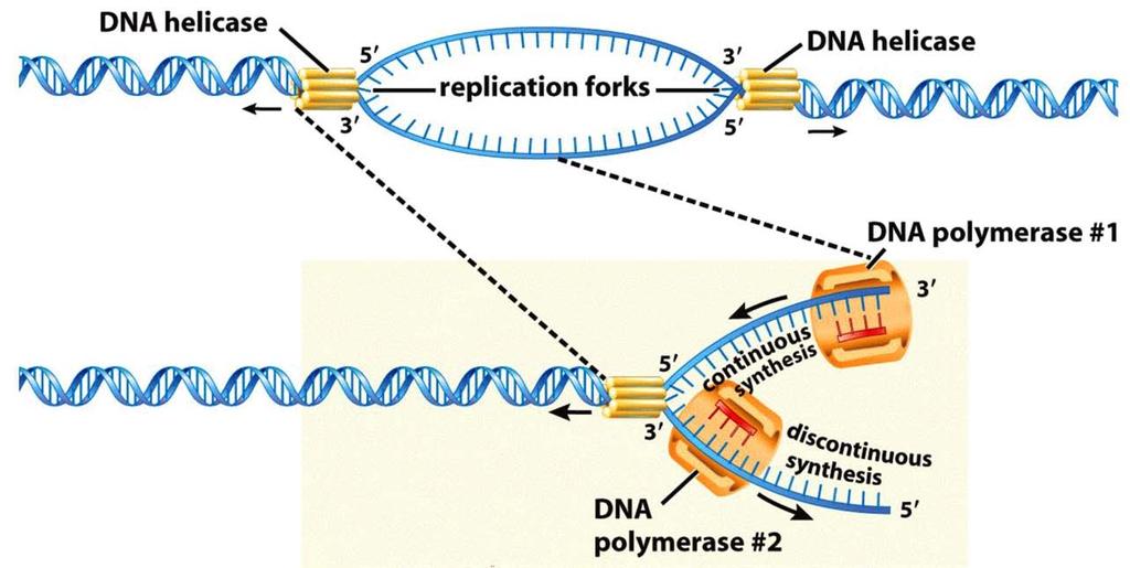 DNA polymerase binds at the replication fork and begins copying.