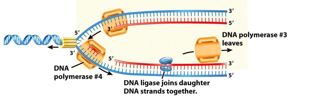 DNA ligase stitches daughter strands together, produced by discontinuous synthesis