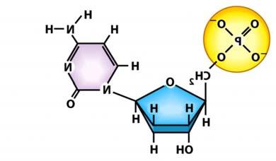 nucleotides. hargaff s Rule: - Equal amounts of adenine and thymine.
