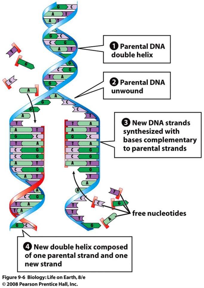 How does DNA Replication occur? How does DNA Replication occur? A T Template strand T A A T T A A T T A omplimentary strand Parental Strand New Daughter Strand How does DNA Replication occur? 1.
