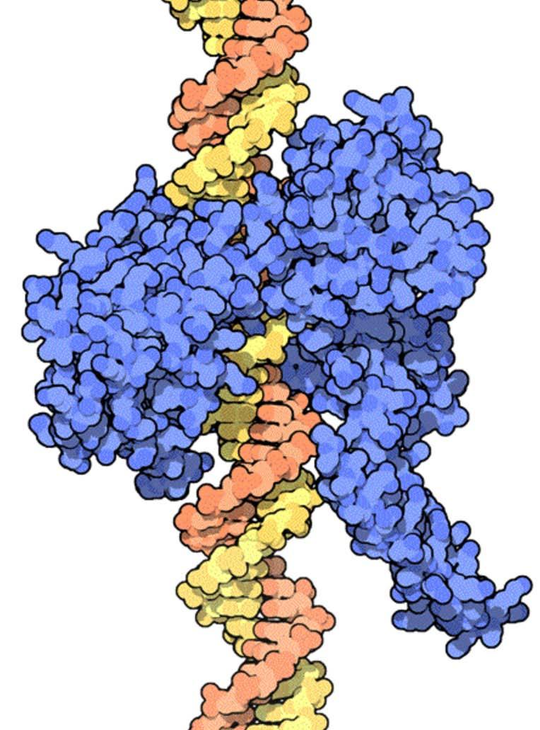 Enzymes of Replication DNA Topoisomerase Unwinds DNA supercoiled