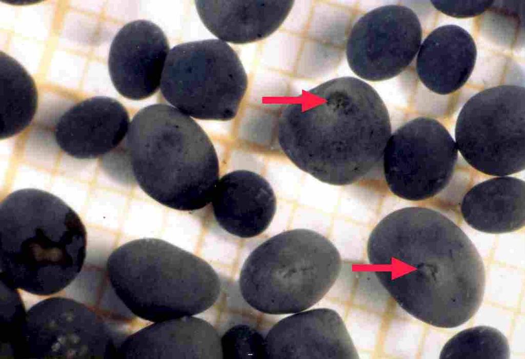 Granulation Millimeter paper indicating the size of the granules.