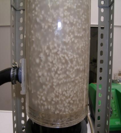 At this stage any further increase in the influent feeding rate resulted in granule washout from the reactor. During days 20 to 24, in response to an influent rate of 4.