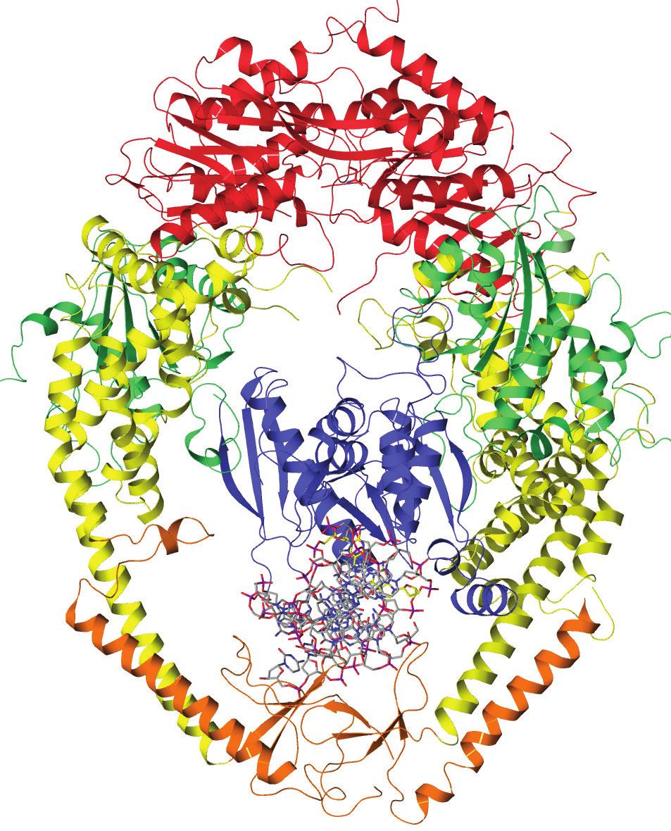 A B C MSH2 MSH6 Figure 2. Protein domain structure and organization. (A) the ATPase domain of MSH2. (B) The full-length MSH2 protein. Individual domains differ in color.