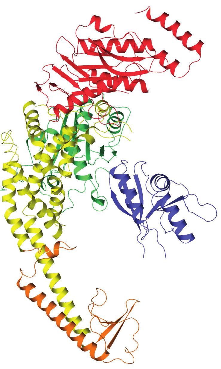 During protein synthesis, as the primary amino acid sequence is converted into more complex structure, separate protein domains begin to form (Fig. 2A).