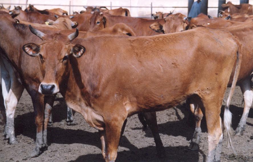- Cattle