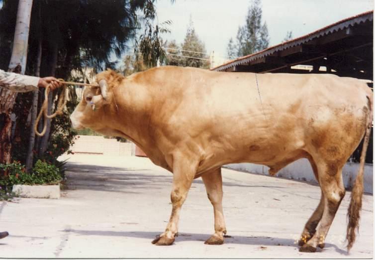 Menoufi Cow