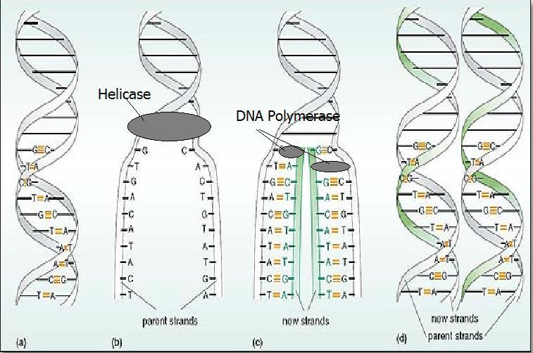 DNA REPLICATION DNA Replication is so IMPORTANT! - This is how new cells get the same genetic material as their parent cells.