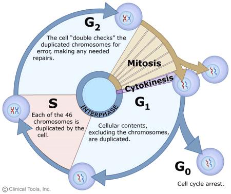 Cytokinesis: Two newly separated daughter cells. 4. G0 Phase: Resting Period (cells that never go to G 0 create tumors) 5.