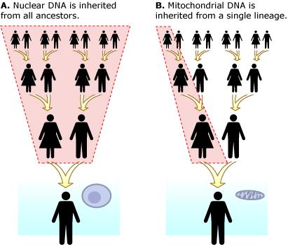 Science Background Mitochondrial DNA is