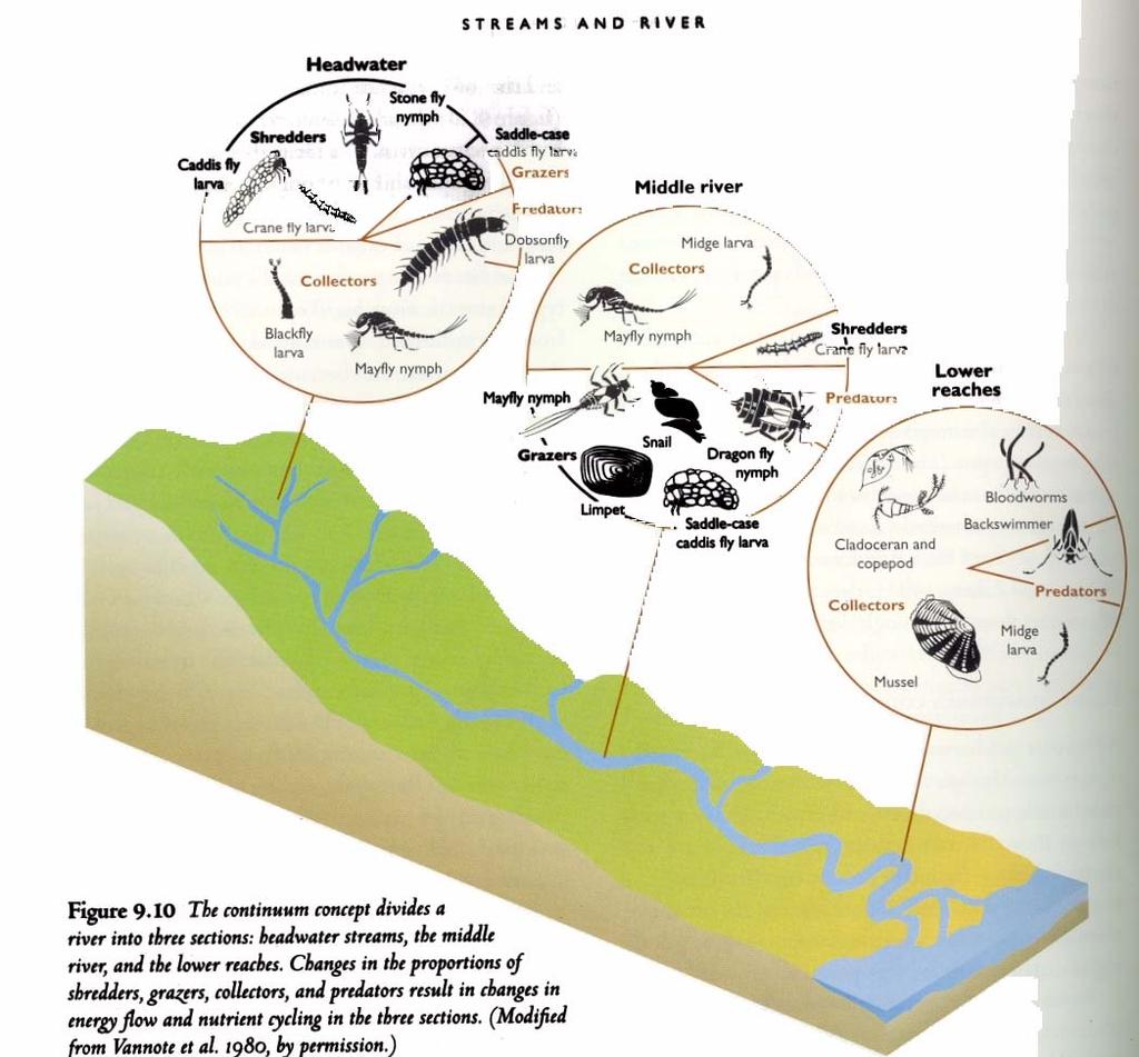 The River Continuum Concept
