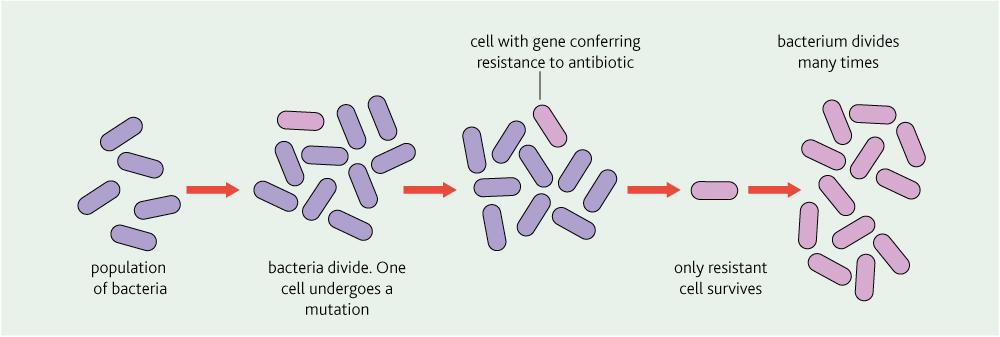 Model Answer Q2 Antibiotics are required when the white blood cells are unable to destroy all invaders without significant damage to the body.