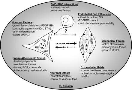 Figure 1.6. Phenotypic state of SMCs can vary greatly from fully differentiated (right) to synthetic (left) based on influence of numerous stimuli. Figure from Owens, et al. (2004)[4].