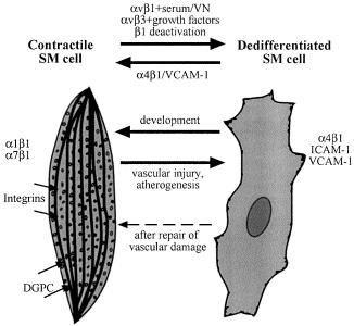 VSMC Mechanosensors A number of different types of mechanosensors exist on the surface of SMCs. Perhaps the most important in terms of mechanical signal transduction are integrins.