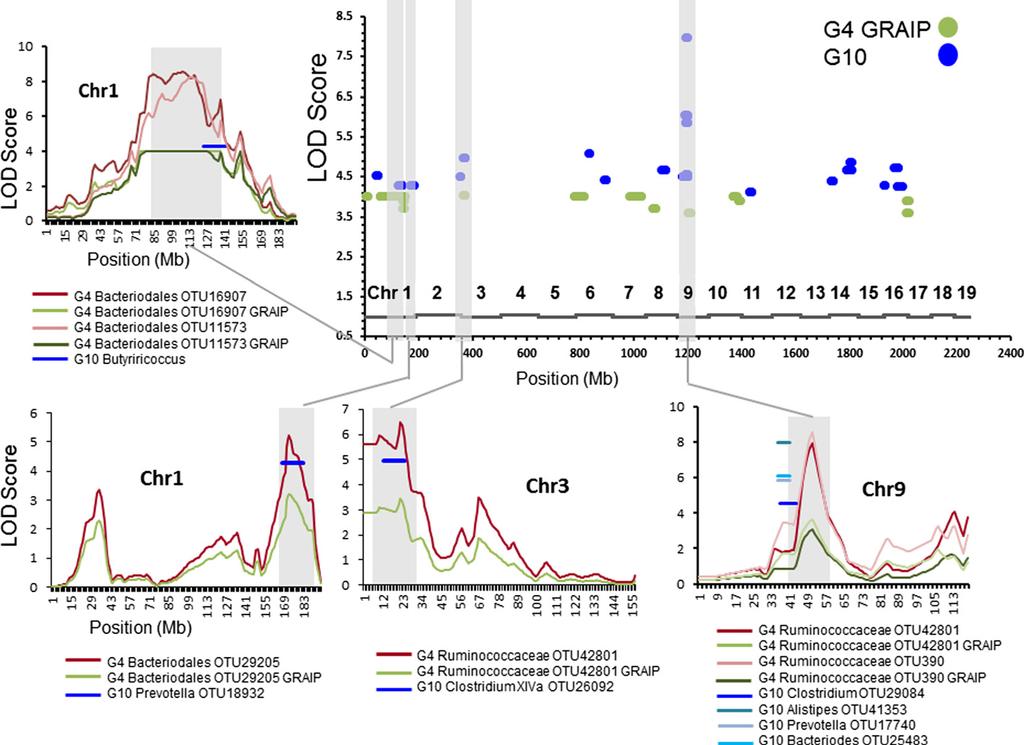 Leamy et al. Genome Biology 2014, 15:552 Page 7 of 20 Figure 3 Relative positions of QTLs controlling gut microbial taxa from the G 4 and G 10 populations.