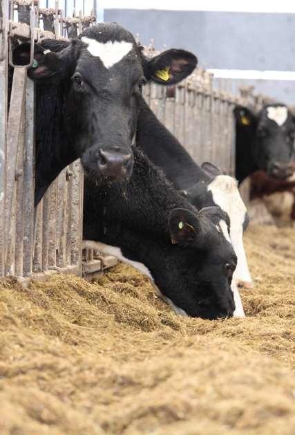 Background Ruminant livestock dairy cows in particular are more productive when fed supplement feeds Cereal grains are commonly used Wheat and barley typical Many