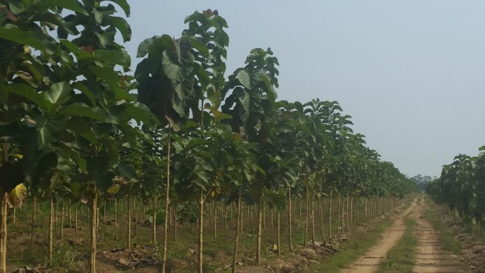 Selecting and acquiring the right land Combination of growth potential, logistics and cost structure Teak can afford better sites when optimal conditions exist Logistical differences can