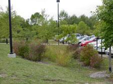 landscapes that feature lawns, rain gardens, shrubs, trees and green ground cover