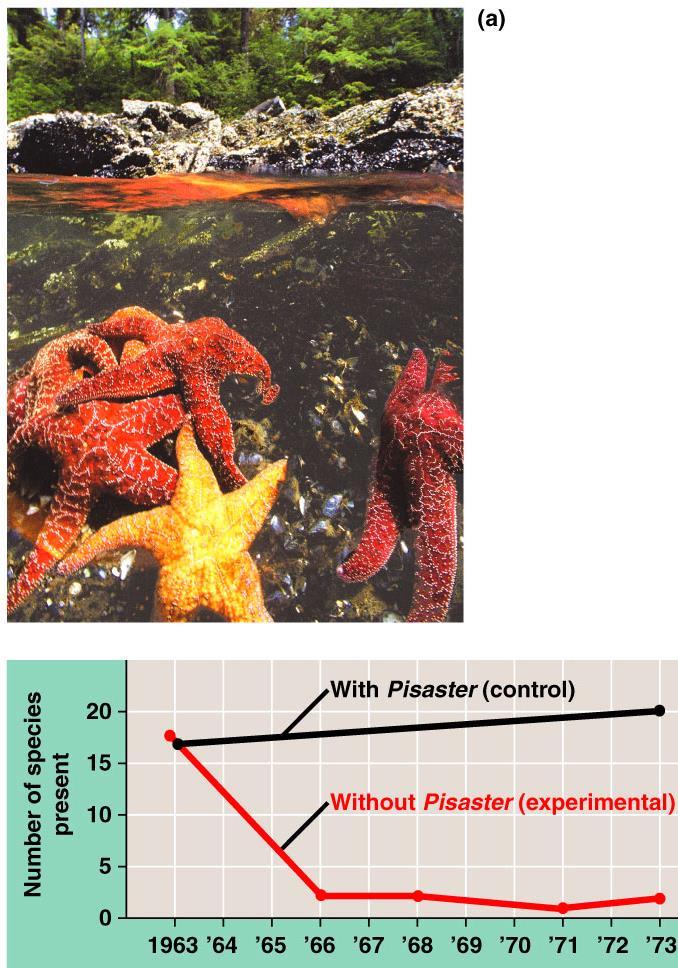 Predator-Mediated Coexistence 22 Test Remove Pisaster from some areas Results Species richness decreased