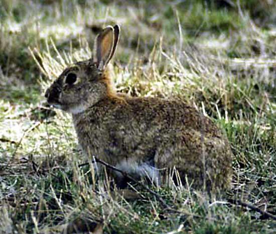 Invasive Species & Biological Control 33 European rabbits introduced to Australia in 1859 Biocontrol Myxomatosis virus (1950s)