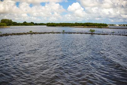 mangrove and oyster reef with placement of