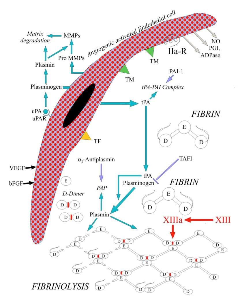 FIBRINOLYSIS Fibrinolysis is a process that prevents blood clots from growing and becoming problematic. In fibrinolysis, a fibrin clot, the product of coagulation, is broken down.