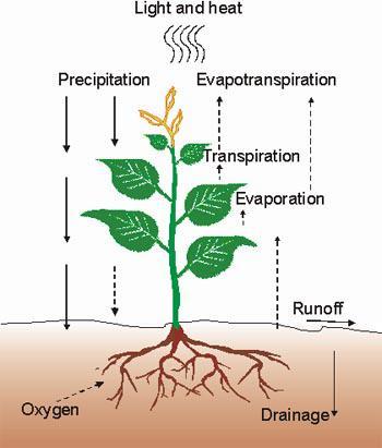 Figure 1: Water balance processes. 3.1 Potential evapotranspiration and deficit Soil Moisture Deficit (SMD) is the term used to indicate the amount of water that the system is short of full capacity.
