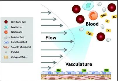 tissue perfusion Not enough clotting Uninhibited blood flow plus blood loss Localized ischemia Generalized ischemia Key