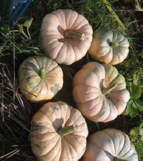Although there was a higher stand percentage with some cultivars with transplanting, this did not result in a higher marketable yield for the majority of pumpkin