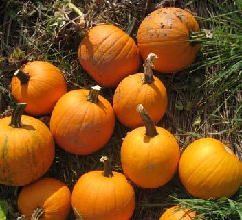 The average weight was more than 17 lbs/pumpkin and produced the largest tonnage per acre (Table 2).