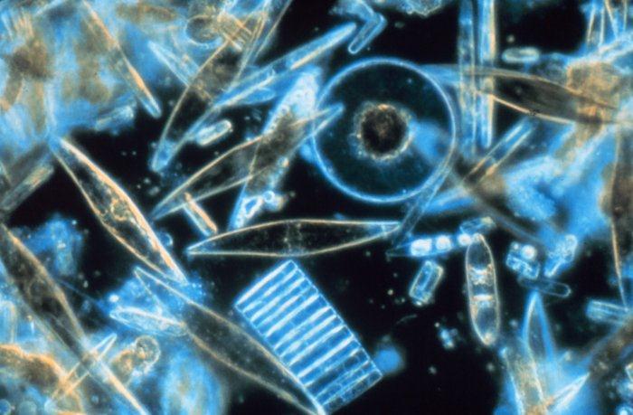 Petroleum forms from plankton These are diatoms, a