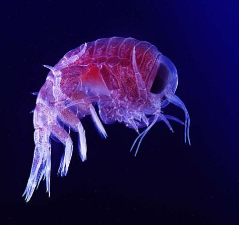 zooplankton http://en.wikipedia.
