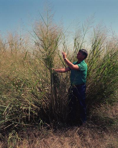 Biomass This is switchgrass, a hardy, fast growing plant that can be used as biomass.