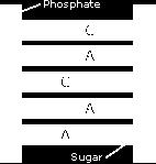 This restriction is essential when the DNA is being copied: the DNA-helix is first "unzipped" in two long stretches of sugar-phosphate backbone with a line of free bases sticking up from it, like the