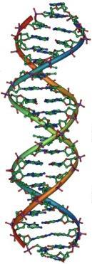 Central dogma of Molecular Biology DNA makes RNA makes