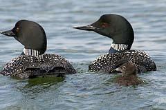 areas would increase their numbers. Buffleheads and Coots spend time here during the spring and fall migrations. Loons will rarely nest on shoreline areas, i.e., on land (these birds are excellent swimmers but cannot travel well on land).