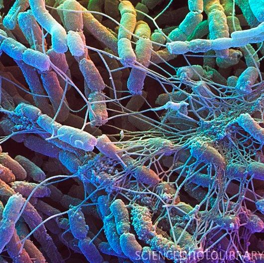 100 million - 1 billion bacteria