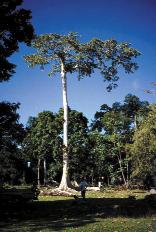 Box 3.1 In situ conservation of Endospermum medullosum (whitewood) in Vanuatu through sustainable forest management Whitewood (Endospermum medullosum) in Lorum Conservation Area, Santo, Vanuatu.