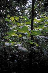 (Lex Thomson/CSIRO) Natural regeneration of whitewood (Endospermum medullosum) following reduced impact logging at Forari, Efate, Vanuatu.