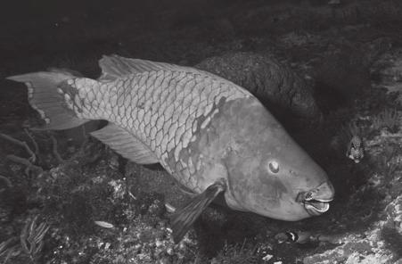 Fish Photograph Description of Mouth Parrotfish Koi John M.