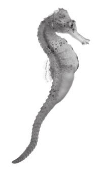 jaw Seahorse Eric Isselée/ istock/thinkstock Small mouth Mouth located at the end of a long,