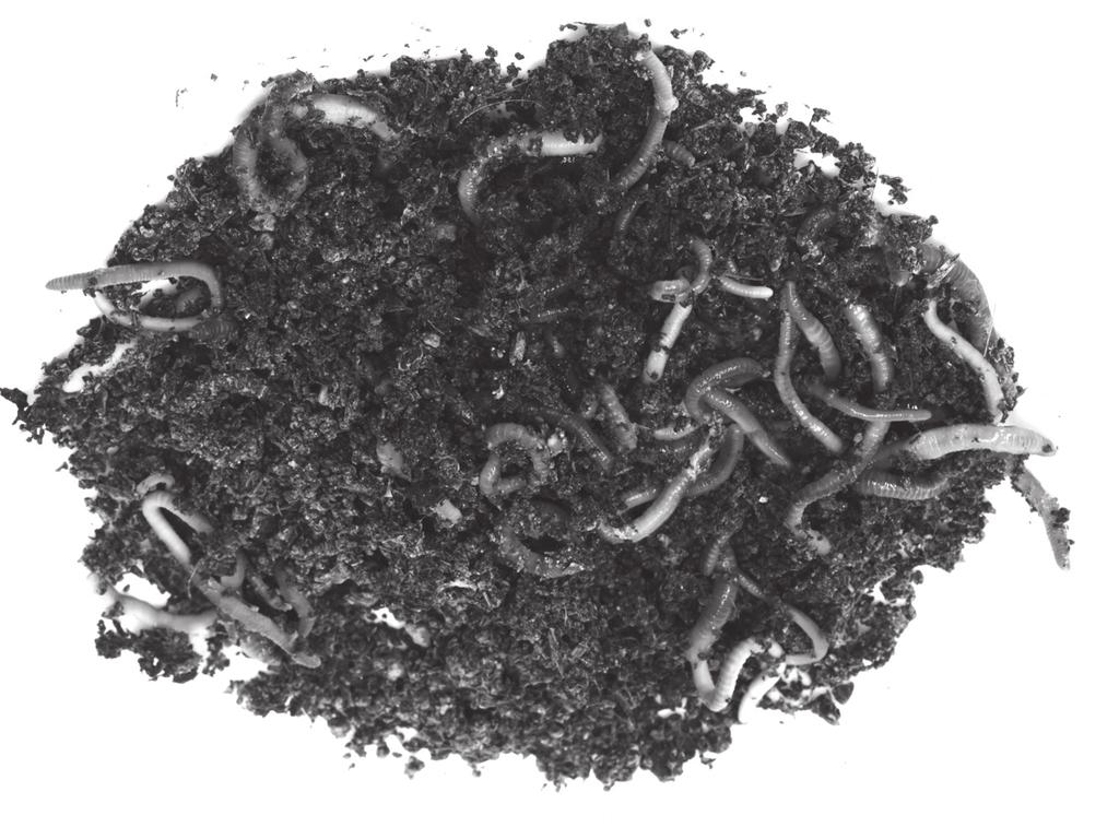 33 Many gardeners use red worms like the ones shown in the photograph to turn vegetable and fruit scraps into topsoil for plants.