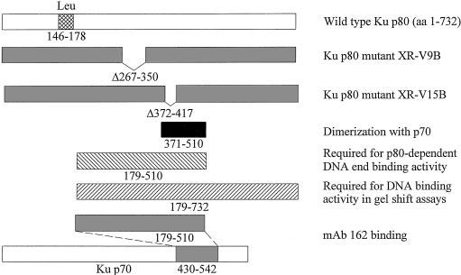 Binding of the affinity-purified proteins to a 564-base pair, 32 P-labeled bacteriophage HindIII fragment was tested in the presence of 0, 50, or 500 ng of cold competitor (sonicated salmon sperm DNA