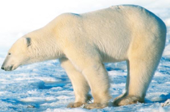impact the habitats of animals such as seals and polar bears.