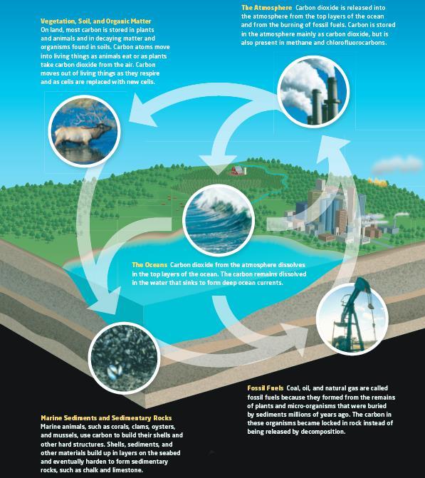 The Carbon Cycle and Global Carbon Budget (Page 335) The carbon cycle involves the movement of carbon among oceans, atmosphere, rock, and living things on Earth.