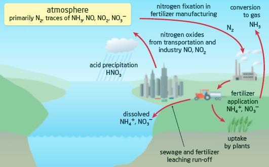 How Humans Affect the Nitrogen Cycle (Pages 338-339) In the early 20 th century a new industrial method called the Haber- Bosch Process used high temperatures and pressure to combine nitrogen from