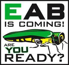 STOP: Breaking News Ohio Department of Agriculture Press Release 4. Where did EAB originate? 5.