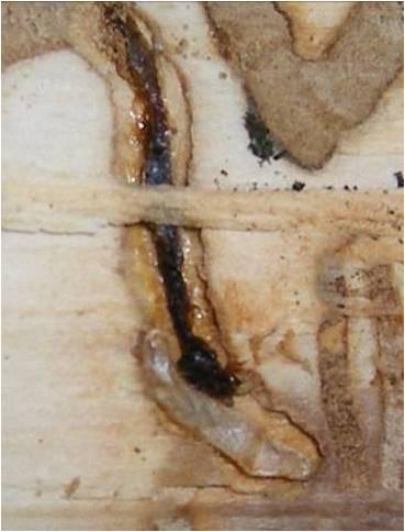 How can I tell if an EAB larva is dead or parasitized? A live EAB larva has a white body. Record EAB larvae as alive if YOU just killed it with your drawknife.