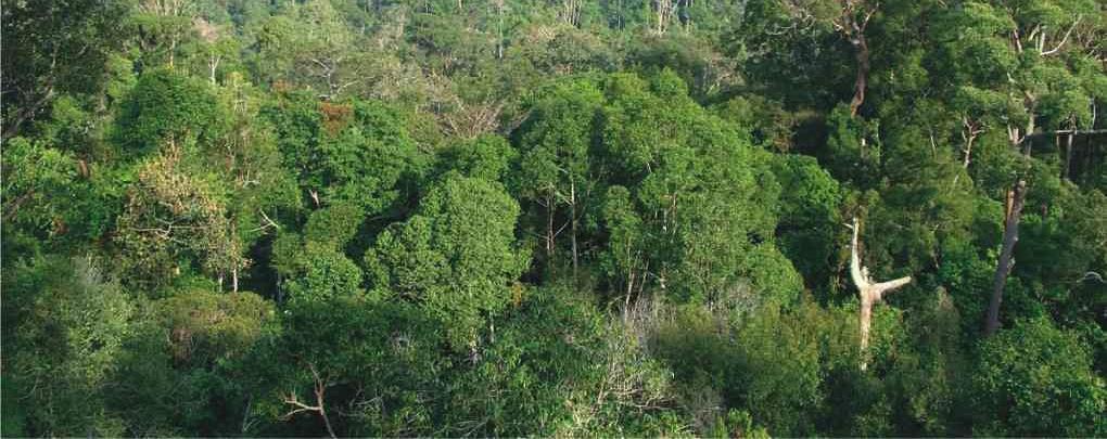 Monitoring Deforestation and